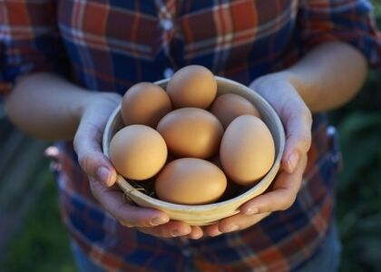 khasiat telur ayam
